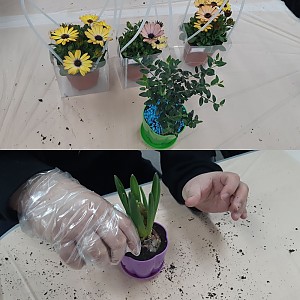 봄꽃식물 심어보기